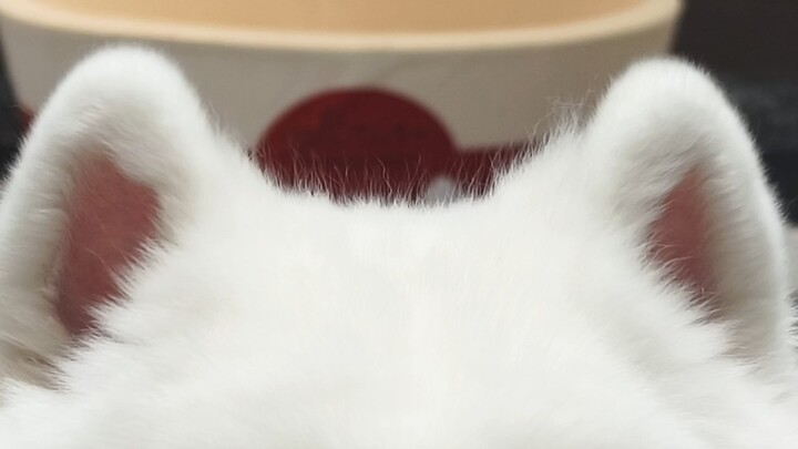 Tai của chó Samoyed có vị dâu tây