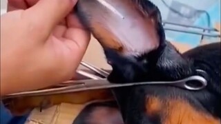 Why Doberman Pinschers Need Their Ears and Tail Docked