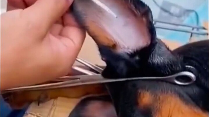 Why Doberman Pinschers Need Their Ears and Tail Docked
