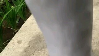 pocong guling