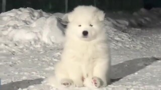 "Silly puppy has a good life"