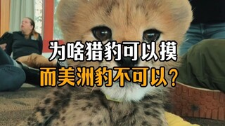 Why can you pet a cheetah but not a jaguar?