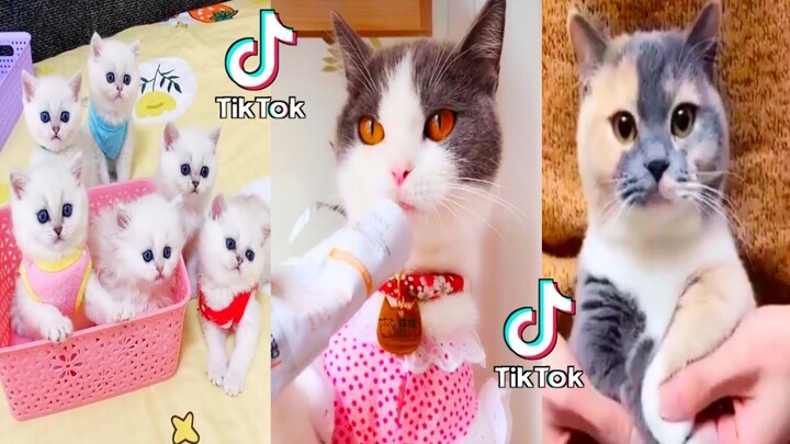 LUCU BANGET!! Kucing Lucu Bikin Gemes || Cute Cats and Kittens - Aleasigi the sister