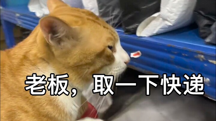 《วัว ม้า แมว แมว》