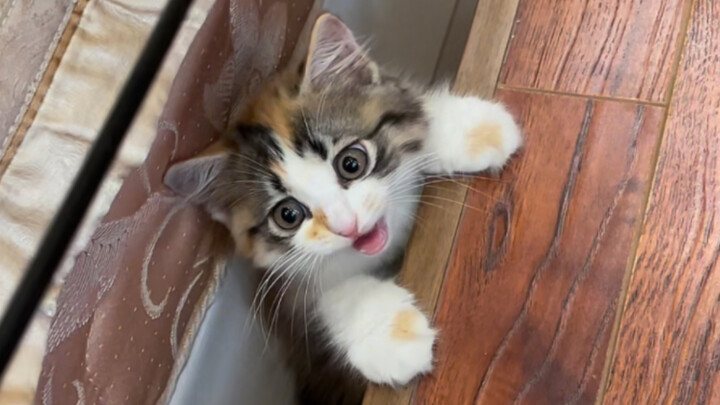 الفرق بين هريرة القط الثلاثي الألوان عندما تكون صغيرة وعندما تكبر