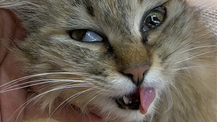 Chú mèo lông dài họa tiết vằn được cứu từ trên cây đã vô cùng vinh dự tham gia lễ cắt trứng khai trư