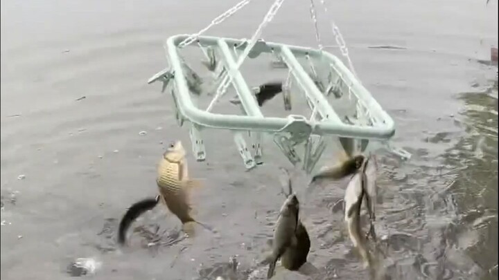 Cá: Thằng câu cá này thật đáng sợ!