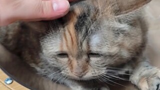 Spring cat head