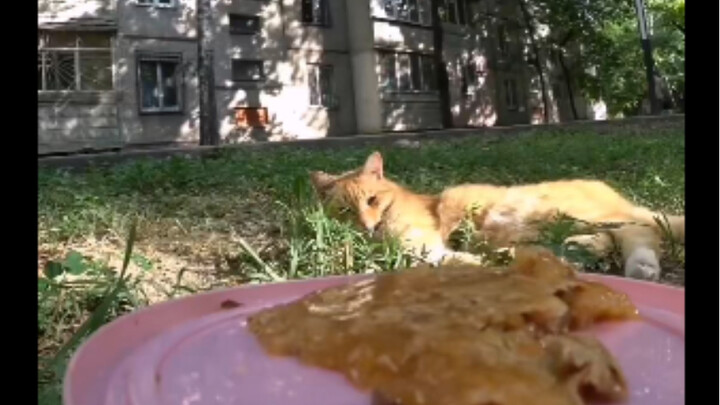 Serving the Stray Cats on Russian Streets