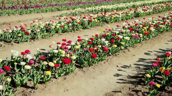 Rows of Tulips Flowers