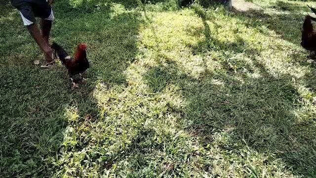 sabungero lover..pasample hastags negros.