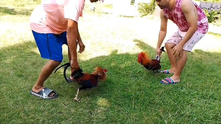 Test sparring muna!! 2yrs old HIACTION bc 1x winner VS 10mos Old BLACKHATCH