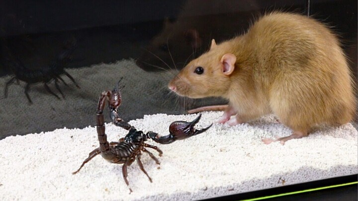 [Scorpion VS Mouse] Epic And Gruesome Battle