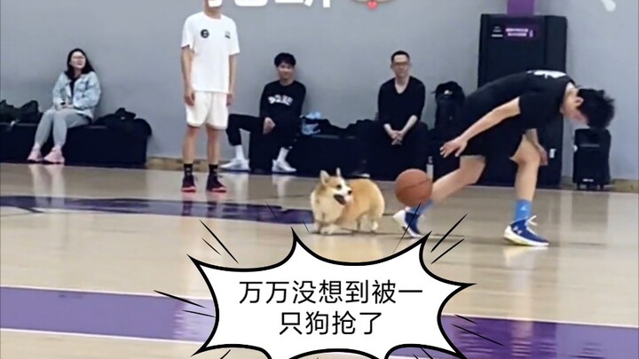 คอร์กี้: นี่มันซีรีส์ “ไม่เอาไหนเท่าหมา” ใช่ไหม??