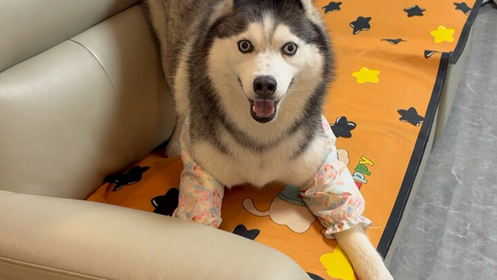 Ayo pelihara husky, dia bisa bermain denganmu seharian penuh.