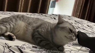 Anak kucing itu gila