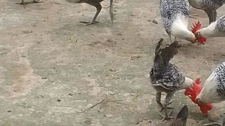 How beautifully our chickens are eating.🫵🐈🐈‍⬛