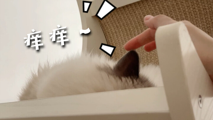 【Kucing Ragdoll】Jangan sentuh telinga kecilnya!