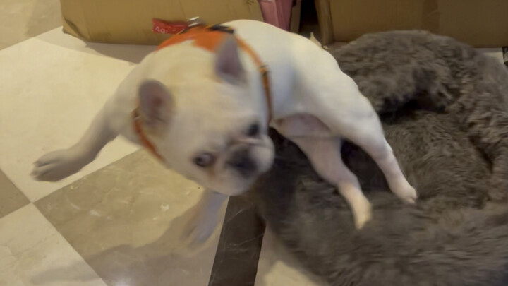 Cute Dog | My French Bulldog Has Slow Reaction Time