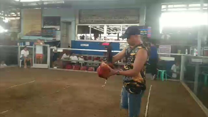 3xwinner melsim black