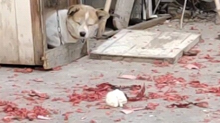The dog tormented by firecrackers all night on New Year's Eve