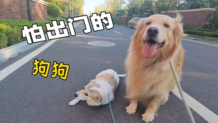 น้องหมาเป็นโรคกลัวออกนอกบ้าน แค่เดินไม่กี่ก้าวก็ล้มตัวลงนอนไม่ยอมขยับอีกเลย!