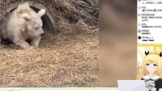 Japanese school girl watching "Animal Confusing Behavior Awards 160"