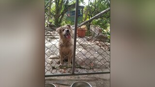 Phạt ko cho ăn...cunyeucuadua yeucho yeuchomeo cún cúncon chó chómèo chócon chókhôn yeuchomeo chócute pet dog dogsoftiktok doggo