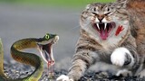 Cat Vs Snake - Adorable &  Funny Pet Reactions😍