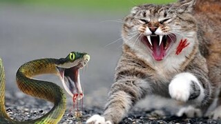 Cat Vs Snake - Adorable &  Funny Pet Reactions😍