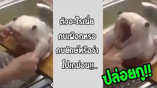 รวมคลิปตลกๆ : นี่มันสัตว์ประหลาดจากโปเกม่อนหรือเปล่าเนี่ย!!