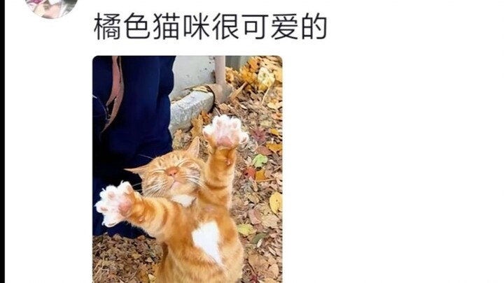可爱又亲近人的小橘猫宝宝萌萌的好让人喜欢