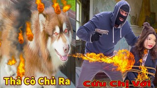 Thú Cưng TV | Gấu Alaska Gia Gia #22 | chó thông minh vui nhộn Pets | funny cute smart dog