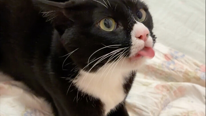 Kucing sapi perah yang duluan menggigitku