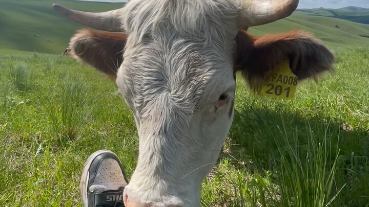 Post-00s Tales of Working on the Grassland