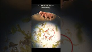 REAL.. TARDIGRADA LANGSUNG LIHAT DARI MIKROSKOP