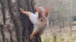 A squirrel that was fed by passers-by until it became completely unafraid of people