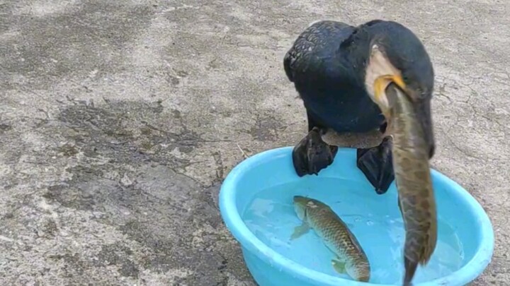 Apa rasa yang bisa didapat dengan cara makan ikan seperti ini?