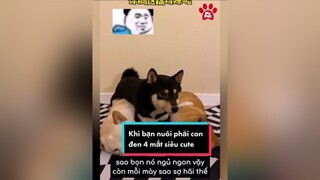 Khi bạn nuôi phải con đen 4 mắt siêu thông minh lại nhát gan xuhuong LearnOnTikTok onhavanvui tương_tác pet cún chó_cưng chocute chó shiba