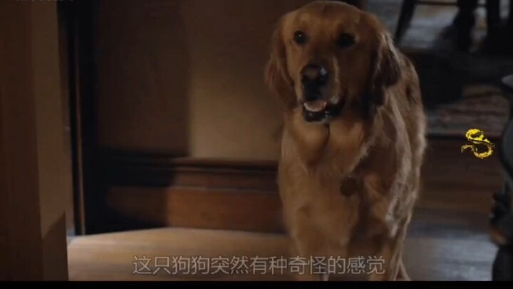 This is a jealous dog; the next scene will blow your mind!