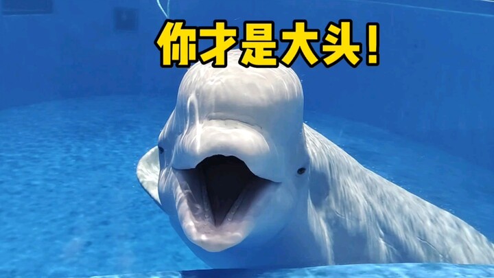 วาฬน้อยสีขาวจู่ๆ ก็จำไม่ได้แล้วว่าตัวเองชื่ออะไร?