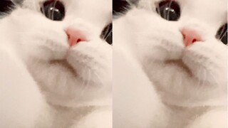 Does a little kitten think it can get away with anything just because it's cute?