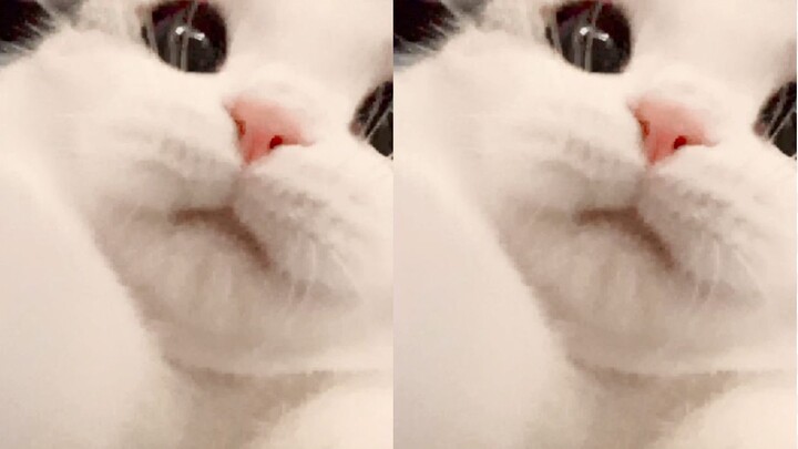 Chú mèo con cứ dựa vào sự dễ thương của mình mà muốn làm gì thì làm sao?