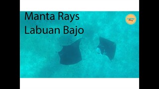 HUNTING MANTA RAYS LABUAN BAJO! NEMU BANYAK DI MANTA POINT NYA!
