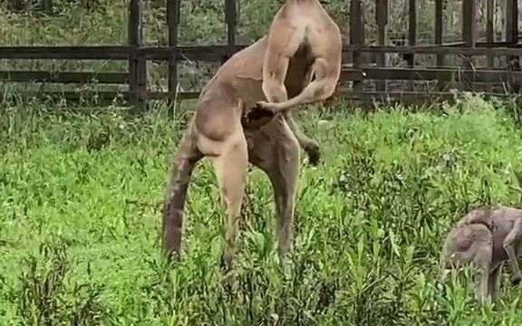 Muscular, beefy male kangaroo Jack