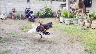 Brood stag GBS and Brood cock grey