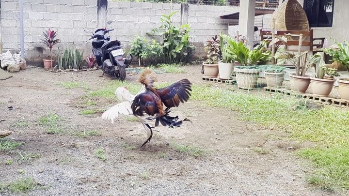Brood stag GBS and Brood cock grey