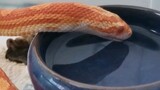 A corn snake video