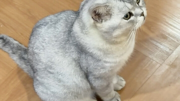 Mèo con dù có ngốc đến đâu cũng hiểu vài điều..