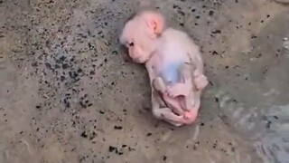 قام أحد مستخدمي الإنترنت بإنقاذ قرد صغير تحت المطر، وبعد أن كبر أصبح مهذبًا وودودًا، بل وأعطاها مفاج